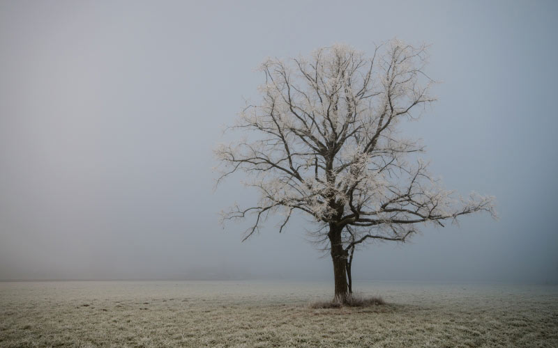 cold, fog, morning, lonely tree, Carinthia, autumn, winter, frost
