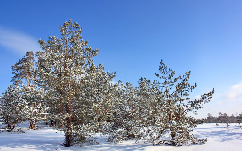 trees, sky, landscape, snow, pine, winter