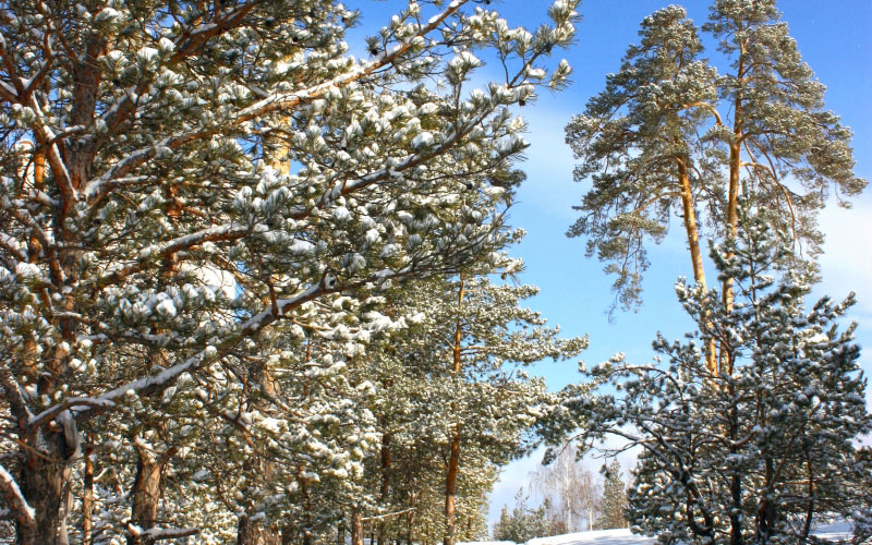 trees, sky, landscape, snow, pine, winter, path