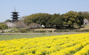 okayama, rape blossoms, Japan, temple, landscape, spring