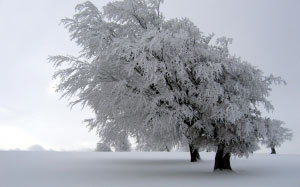 зима, дерево, изморозь, мороз, снег