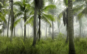 пальмы, тропики, остров, экзотика, лето, природа, пейзаж, зелень, трава
