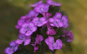 spring, pink, Dianthus barbatus, May, macro, nature, plants, flora, flowers