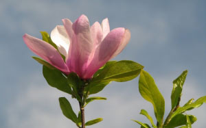 April, spring, magnolia, nature, plants, garden, flora, flowers