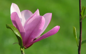 spring, magnolia, nature, plants, flora, flowers
