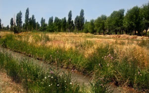 water, June, summer, nature, plants, Uzbekistan, flora