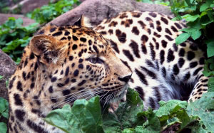 леопард, природа, животные