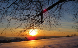 tree, road, sunset, wintry, sun, fields, snowy, winter, cold, aesthetic, back light, golden, light, mood