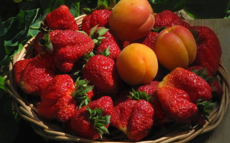 apricots, nature gifts, food, strawberries, cooking, summer, still life, nature, Tashkent, Uzbekistan, fruits, berries