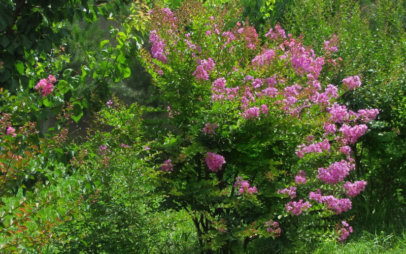 Indian lilac, lagerstremiya, summer, nature, plants, garden, lilac, Tashkent, Uzbekistan, flora