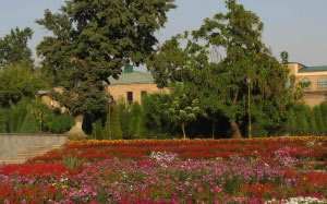 autumn, park, nature, plants, september, Tashkent, Uzbekistan, flora, flowers