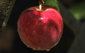 апорт, осень, природа, растения, флора, фрукты, яблоки, яблоко