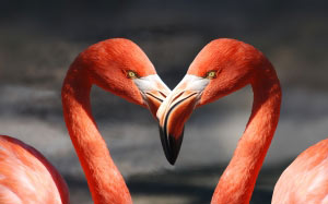 фламинго, природа, любовь, животные, птицы, романтика, день святого валентина, день всех влюблённых