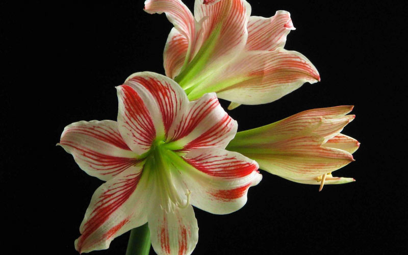 amaryllis, spring, hippeastrum, beauty, may, nature, plants, flora, flowers