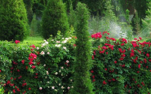 spring, may, park, plants, roses, Tashkent, Uzbekistan, flora, flowers