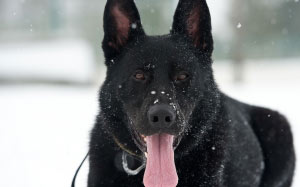 dog, german shepherd, snow, flakes, portrait, animals