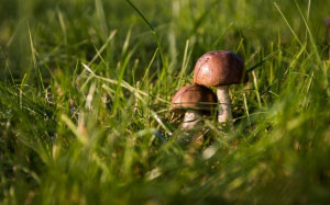 mushrooms, autumn, forest, nature, grass