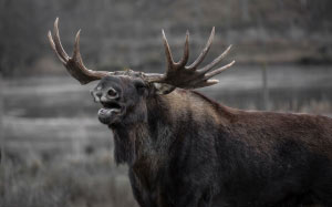 moose, bull elk, yawns