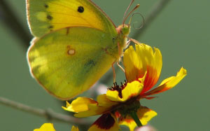 butterflies, butterfly, jaundice saffron, summer, macro, insect, plants, fauna, flowers