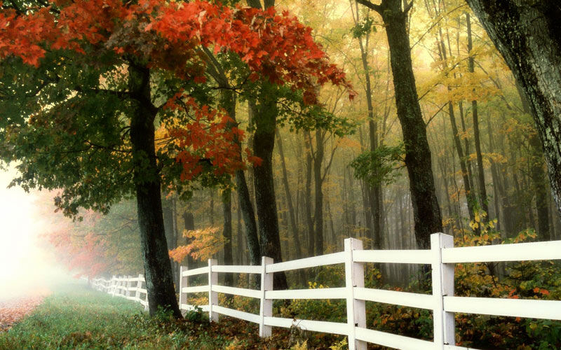 morning, autumn, fall, forest, fence, landscape, rural, country, trees
