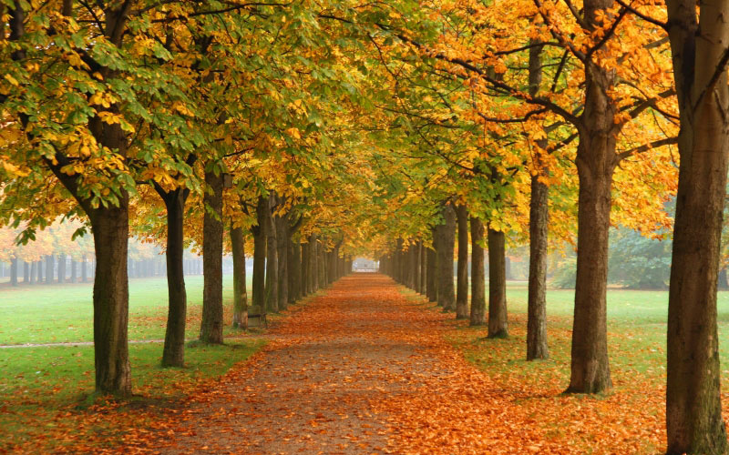 осень, листья, деревья, листва, парк, природа, пейзаж