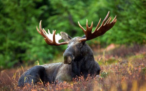 moose, moose-rack, male, bull, animal, nature, antlers, outside, forest, grass, beautiful, majestic