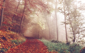осень, природа, листва, пейзаж, тропа, дорога, лес, деревья