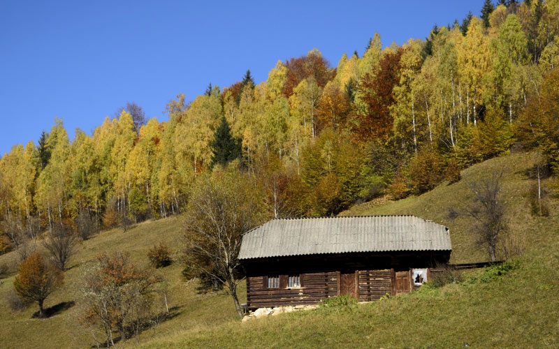 autumn, nature, landscape, forest, trees, hut