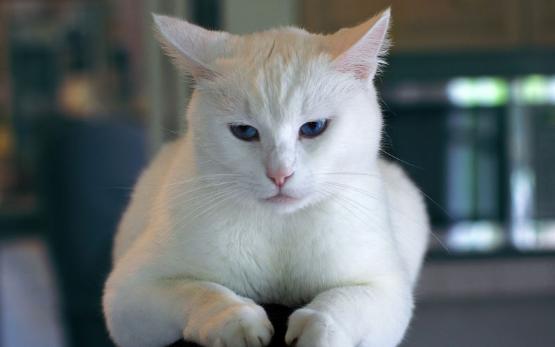 кот, кошка, белый, питомец, домашний, животное
