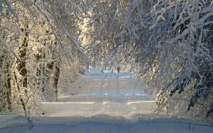 зимний пейзаж, лес, зима, снег, природа, пейзаж, дорога, тропа, снежный