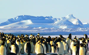 императорские пингвины, антарктида, природа, животные, снег