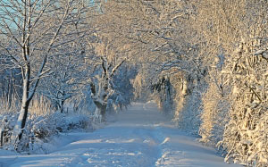 снег, зима, снежный, зимний пейзаж, деревья, природа, пейзаж, Рождество, лес, Новый год