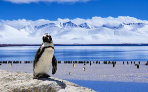лед, пингвин, холод, зима, снег, птица, природа, животные, полюс, Арктика, север, пейзаж, Антарктида, айсберг, дикий