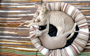 коты, котенок, котята, сиамские кошки, уют, одеяло, подушка, животные, милый, домашнее животное