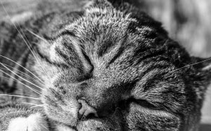 cat, satisfied, animal portrait, domestic cat, pet, animal, relaxation, cozy, face, black and white