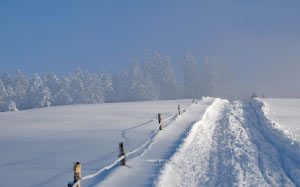 зима, снег, зимний, природа, снег, пейзаж, еловый лес, холодный, морозный, снежная, дорога, тропа