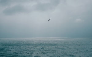 gibraltar, sea, ocean, water, clouds, sky, seagull, 