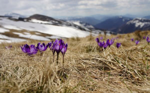 spring, mountain, snowdrops, macro