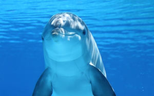 дельфин, морское млекопитающее, вода, море, млекопитающие, подводный мир, рыба, океан