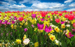 весна, цветы, цветение, тюльпаны, нарциссы, цветок, природа