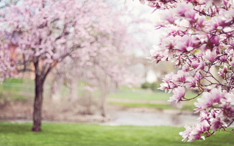 деревья магнолии, природа, цветы, весна, цветение деревьев, розовый, май