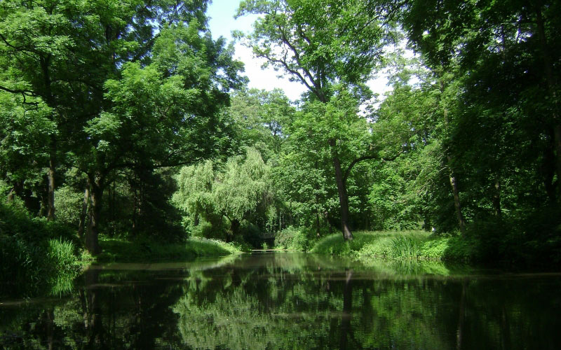 park, forest, trees, woods, lake, pond, reflections, summer, spring, nature