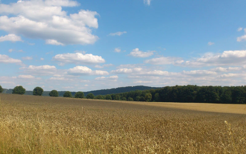 колоски, пшеница, пшеничное поле, небо, облака, август, природа, лето, злаки