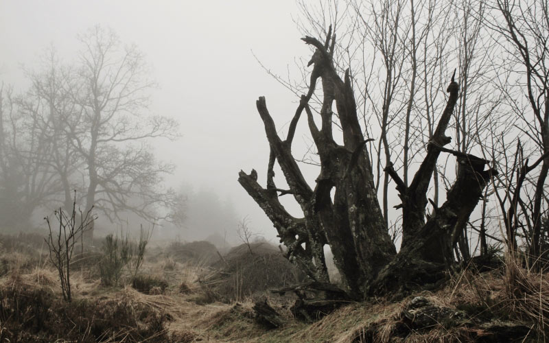 fog, tree root, autumn, nature, mystical, mood, atmosphere, gloomy, branches, silent, landscape, november, swampy, nature