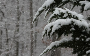 снегопад, зима, декабрь, январь, ель, ёлка, дерево, ветки в снегу