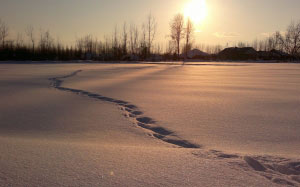 снег, зима, поле, декабрь, январь, закат, восход, деревья, тропинка, следы на снегу, новый год
