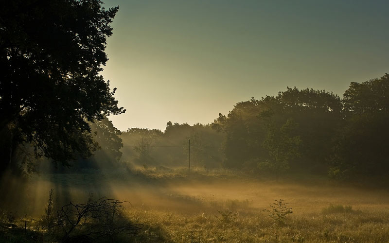 sunrise, sun rays, grass, field, trees, forest, woods, sky, nature, shadow, morning