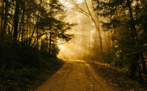 осень, лес, деревья, свет, солнечные лучи, утро, рассвет, дорога, природа