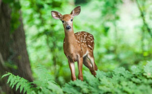 wildlife, young, mammal, animal, forest, grass, nature, deer
