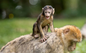 обезьяны, обезьянка, животные, мать и детя